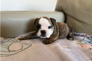 Evelyn - English Bulldog for sale