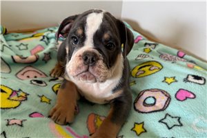 Ferdinand - English Bulldog for sale