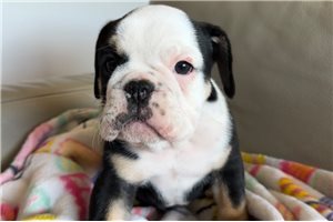 Bella - English Bulldog for sale