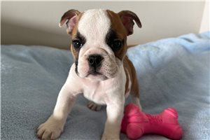 Foxy - English Bulldog for sale