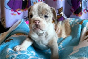 Vincent - English Bulldog for sale