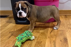 Emma - English Bulldog for sale