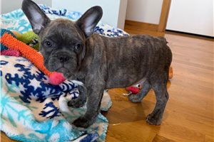 Gabe, a French Bulldog placed with a Pawrade family