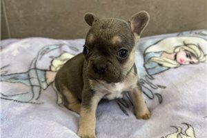 Gidget - puppy for sale