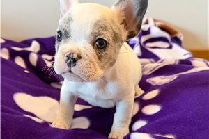 Lipton - French Bulldog for sale