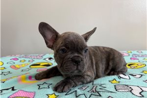 Gabe - French Bulldog for sale