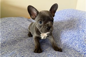 Giselle - puppy for sale
