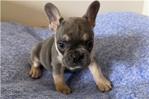 Gidget - French Bulldog for sale