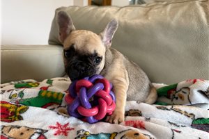Maria - French Bulldog for sale