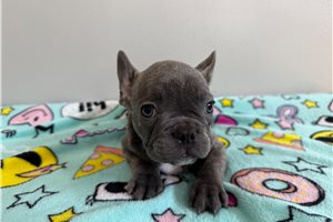 Graham - French Bulldog for sale