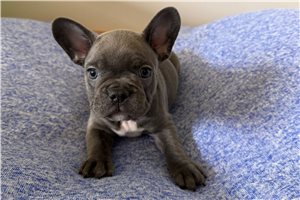 Gloria - puppy for sale