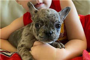 Lincoln - French Bulldog for sale
