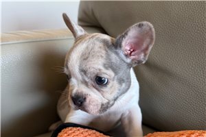 Karter - French Bulldog for sale