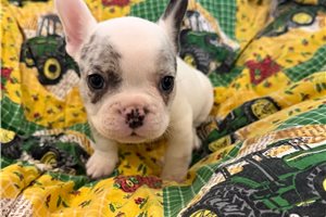 Lipton - French Bulldog for sale