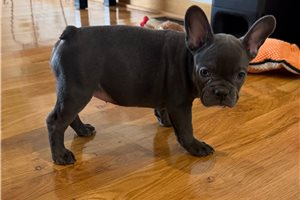 Giselle - French Bulldog for sale