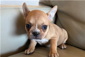 Kimberly - puppy for sale