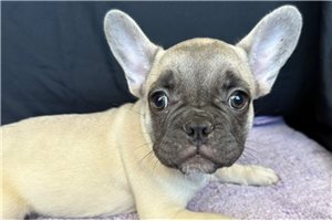 Vaughn - French Bulldog for sale