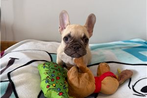 Melissa - French Bulldog for sale