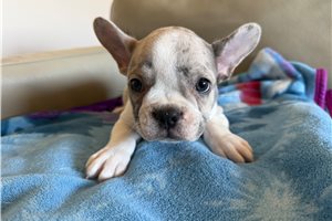 Karter - French Bulldog for sale