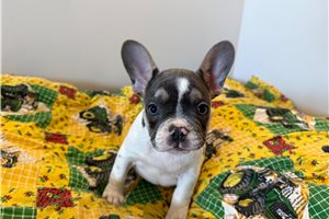 Niles - puppy for sale