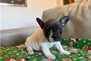Nevaeh - puppy for sale
