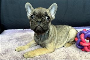 Vivian - French Bulldog for sale