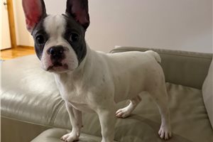 Newton - French Bulldog for sale