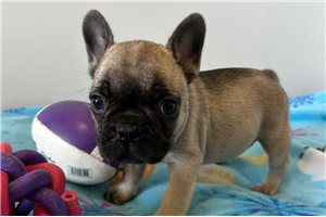 Vera - French Bulldog for sale