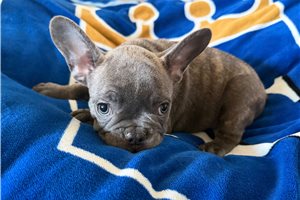 Graham - French Bulldog for sale