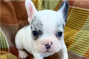 Lipton - French Bulldog for sale