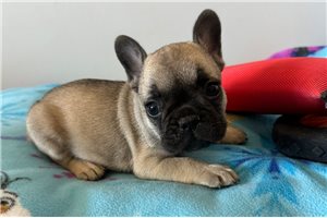 Virgil - French Bulldog for sale