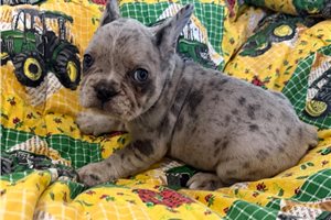 Lorenzo - French Bulldog for sale