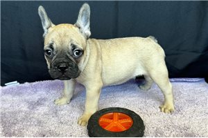 Vince - French Bulldog for sale