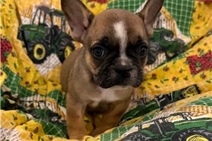 Logan - French Bulldog for sale