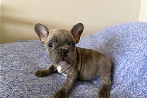 Graham - puppy for sale