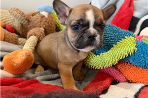 Logan - French Bulldog for sale