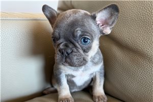 Paul - French Bulldog for sale