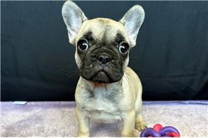 Victoria - French Bulldog for sale