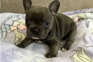 Gracie - puppy for sale