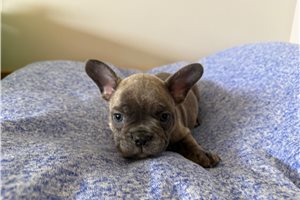 Gabe - French Bulldog for sale