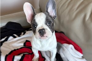 Newton - French Bulldog for sale