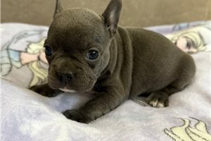 Giselle - puppy for sale