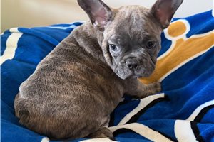 Gabe - French Bulldog for sale