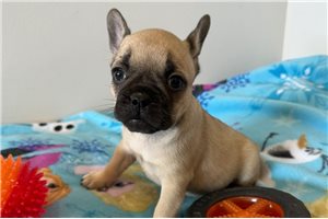 Vince - French Bulldog for sale