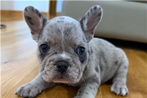 Lorenzo - French Bulldog for sale