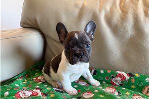 Nica - puppy for sale