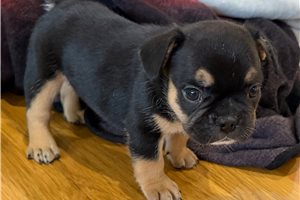 Louie - French Bulldog for sale