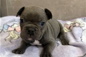 Gloria - French Bulldog for sale