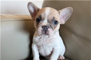 Kairo - puppy for sale