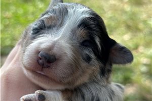 Evie - Australian Shepherd for sale